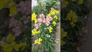 dwarf mix snapdragon flower#garden #snapfragondwarf#gardening #mixsnapdragon