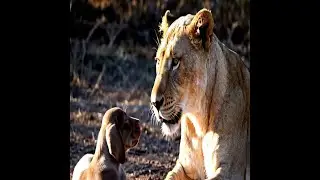 A lioness finds a lost, shivering pup…