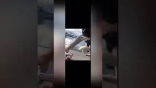 Самые смешные и забавные животные