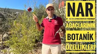 Nar ağacı ne zaman meyveye gelir? Genç ağaçlara şekil budaması nasıl yapılır?