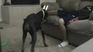 DESAFIANDO AL DOBERMAN.wmv