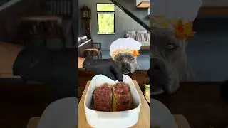 Lasanha de Berinjela 🐾😋 Nossa Rotina #americanbully