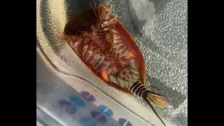 View of the underside of a tadpole shrimp