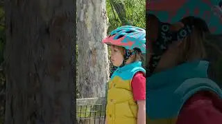 Мішка спостерігає за мурахами та деревами