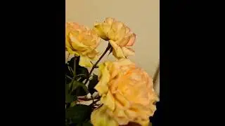 С Днём всех влюблённых!