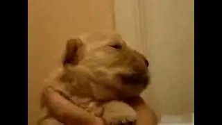 Щенок поёт puppy sings