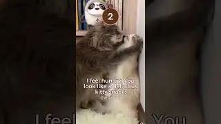 Most Romantic Cat Couple😻Pet Cats Hug and Kiss😽Cat Romance | 