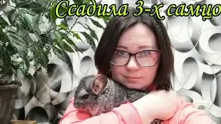 Как ссадить шиншилл.