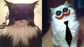 Bat Cats - Cute & Funny Cat Videos Compilation