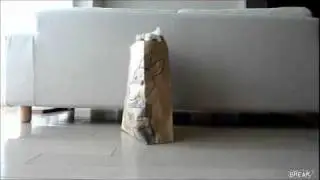 EPIC Peek A Boo Cat Video
