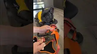 Frenchie reviews 2 in 1 dog harness & leash #dogleash #dogharness the Frenchie