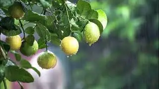 Serenade in Rain: Unwind with our Relaxing Music ☔🎶