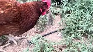 Chicken mouse