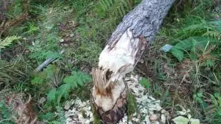 территория бобра