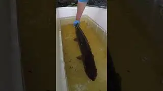 Muskie Surgery #fishing #conservation #catchandrelease #ecology #tag