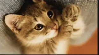 Няшные котики