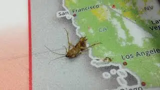 Monster Cockroach off coast of California