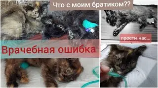 Неужели мы не спасем котенка с анемией? 