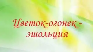 Красивый цветок. Цветок-огонек - эшольция