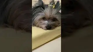 ЛИПУЧКА обыкновенная, подвид - шерстяной 😊Удачной и счастливой недели вам, мои дорогие зрители🙋‍♀️