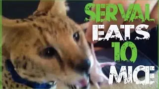 Serval Eats 10 Live Mice!