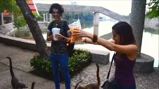 Orlando de Dios y su ejército de coatis!