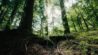✅FREE STOCK FOOTAGE Forest Jungle Calm Foliage By Mykhailo Drohomyretskyi Artlist HD
