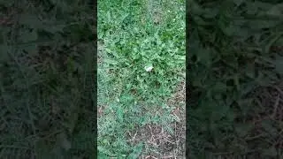 період за який виростає гриб mushroom growth period