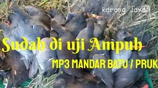 Mp3 burung mandar batu jos sudah uji lapangan