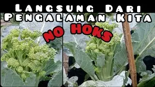 This is the secret to planting broccoli in polybags so that it grows fertile