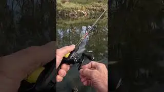 Casting for Murray cod on ZMan ChatterBait Big Blade. #fishing #murraycod #shorts #lurefishing #lure