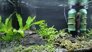 Juwel Primo 70L - New plant and Additional oxygen