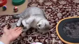 Моя радость/Угадайте... Котя)))