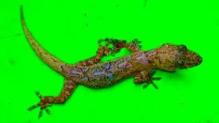 Lizard Green Screen And Learn Name - [ KIDS ] - Green Screen For Kids - Gecko