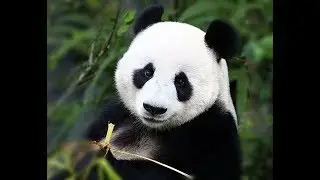 клип #Panda E