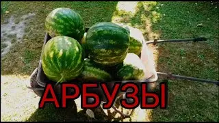 Выращиваем арбузы на даче.