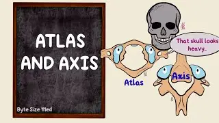 Atlas and Axis | The Vertebral Column | Osteology | Anatomy Doodles