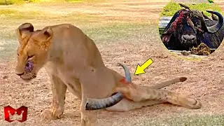 SINGA DIHANCURKAN KAWANAN KERBAU SAMPAI SEPERTI INI!! Pertarungan Hewan Buas Di Alam Liar