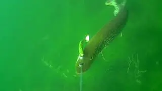 Small but strong pike attacks 4D Herring Shad 25 cm in pike color