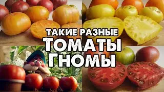 ОБЗОР ТОМАТОВ ГНОМОВ! ТАКИЕ РАЗНЫЕ И ТАКИЕ ВКУСНЫЕ!