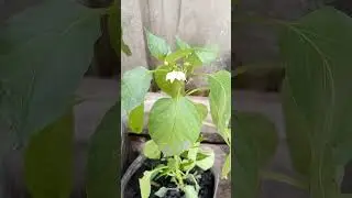 Экспериментальный перец