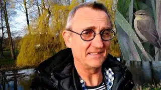 Lövsångare