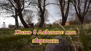 Жизнь в Ладозино: мои зверюшки