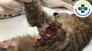 КОШКЕ ЧУТЬ НЕ ОТКУСИЛИ ЛАПУ. СЛОЖНАЯ ОПЕРАЦИЯ ИЗ ТРЕХ ЭТАПОВ
