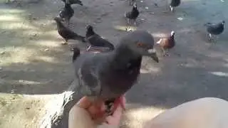 Кормим голубей