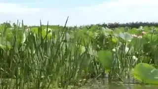 Лотосовые поля