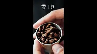 V60 Coffee Brewing 