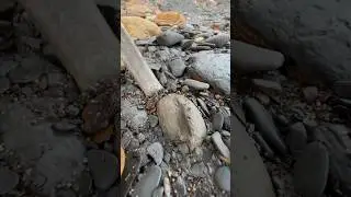Extracting A Jurassic Rock From Soft Mud After A HUGE Cliff Fall! 🤯😱😵‍💫🦑🦑🦑😂