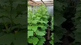 В ПАЗУ ОСТАЮТСЯ ОДНИ ОГУРЦЫ КУРАЖ, УСЫ ПАСЫНКИ УДАЛЯЕМ 🥒🌿💯❤️...