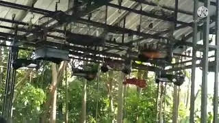 test mental Murai Borneo di GANTANGAN sorbon BC gurah Kediri #burung #burungkicau #muraibatu